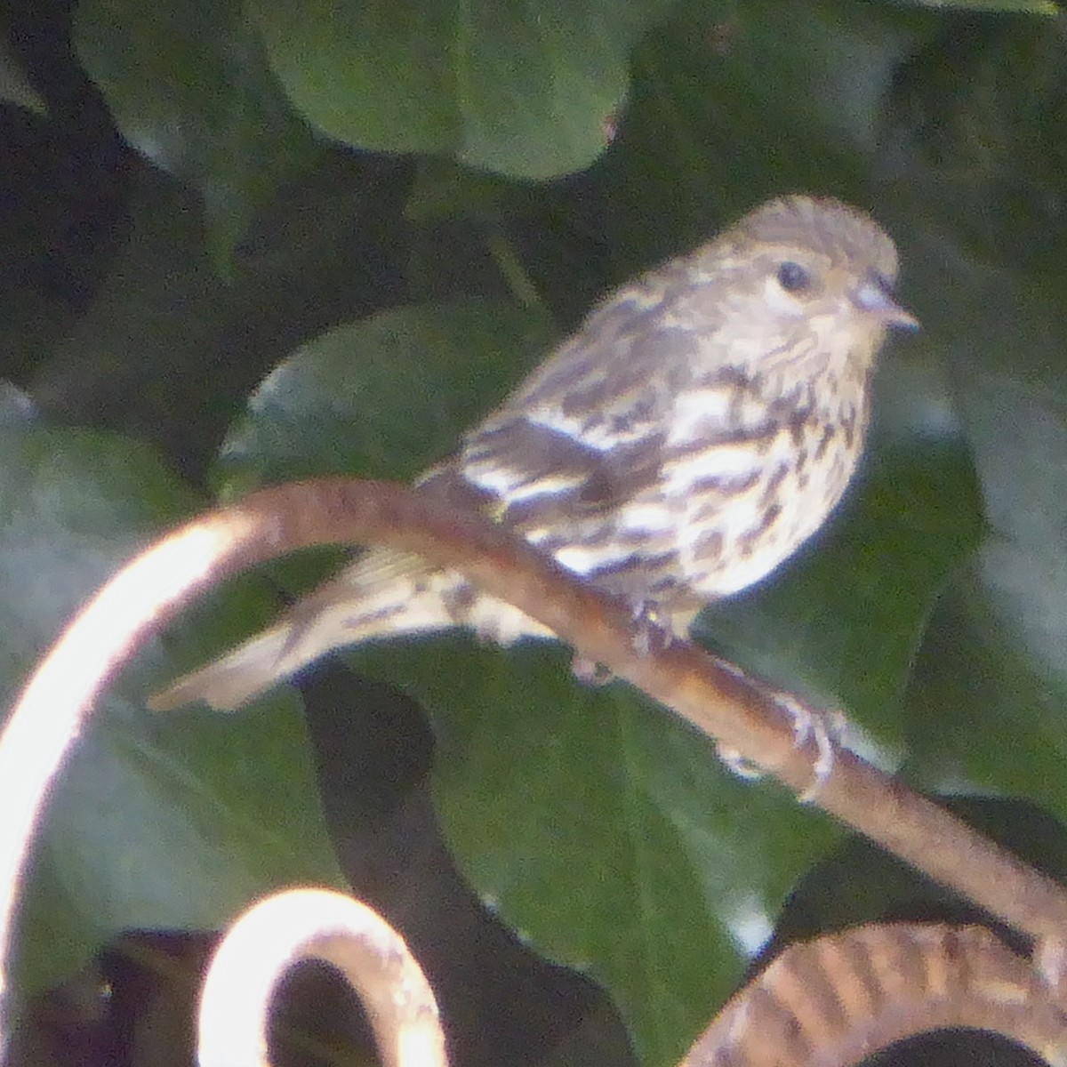 Pine Siskin - ML622082618