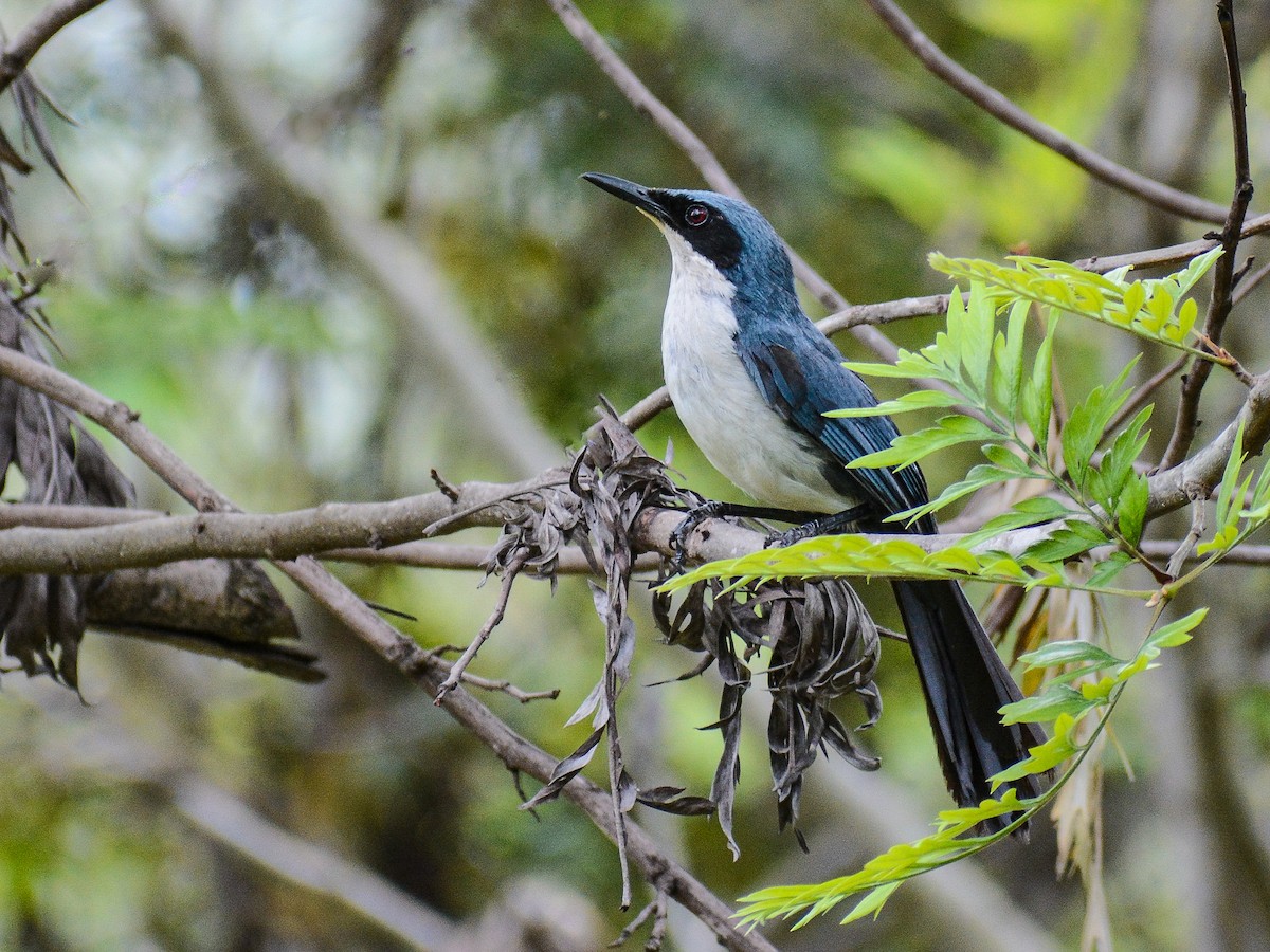 Blue-and-white Mockingbird - ML622082619