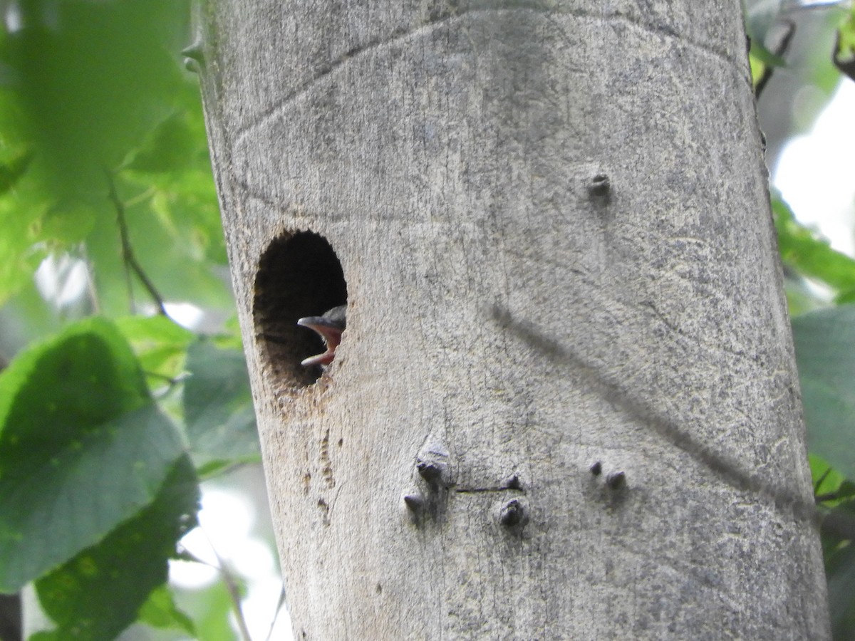 Red-headed Woodpecker - ML622082622