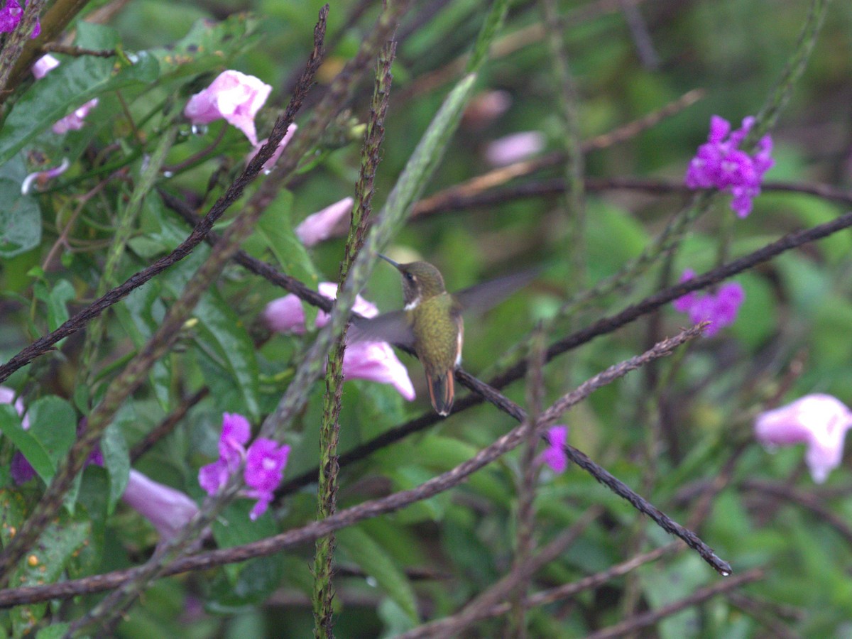 Scintillant Hummingbird - ML622082624