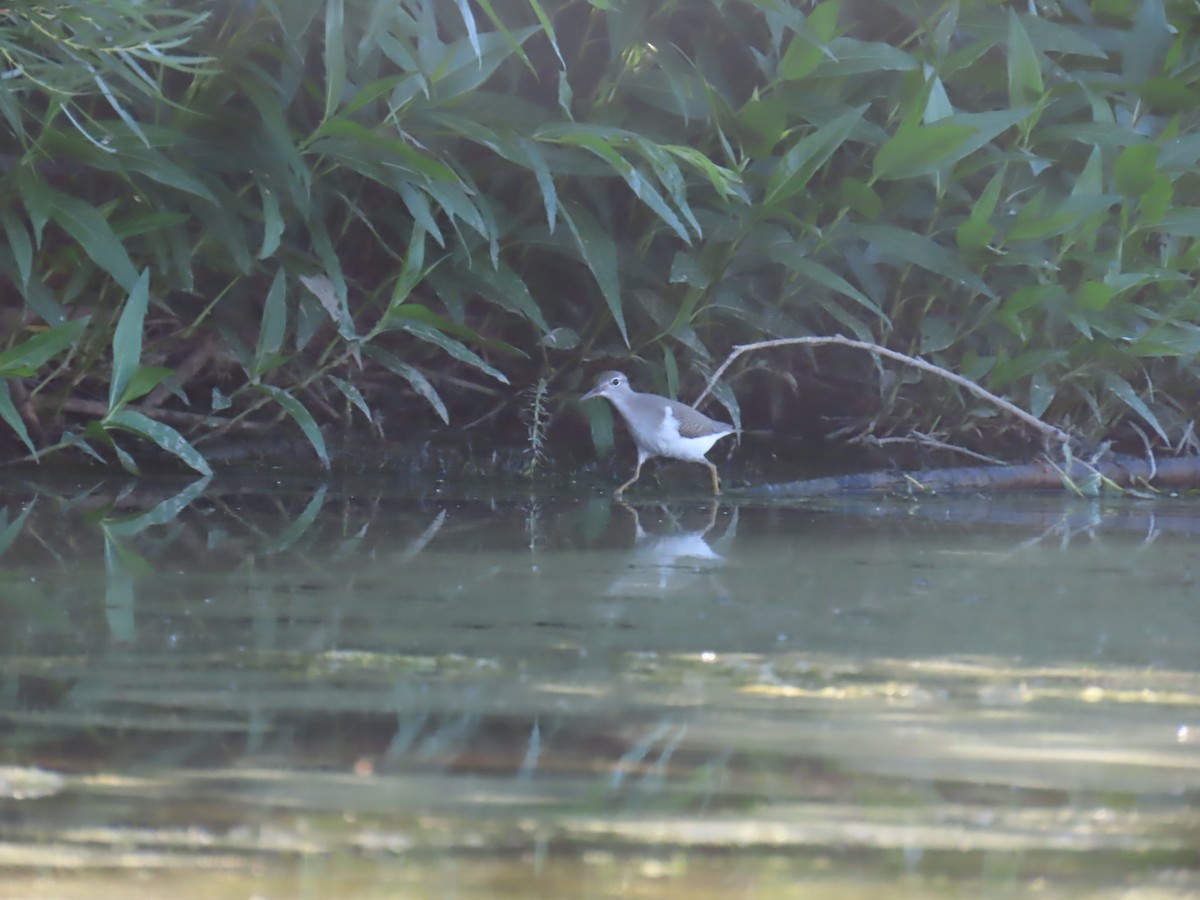 Solitary Sandpiper - ML622082625