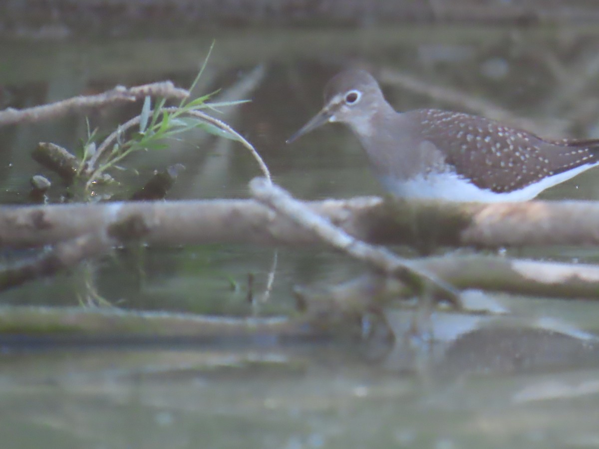 Solitary Sandpiper - ML622082626