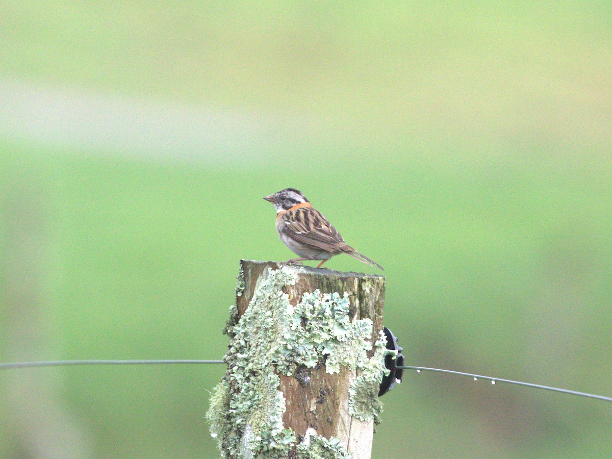 Rufous-collared Sparrow - ML622082632