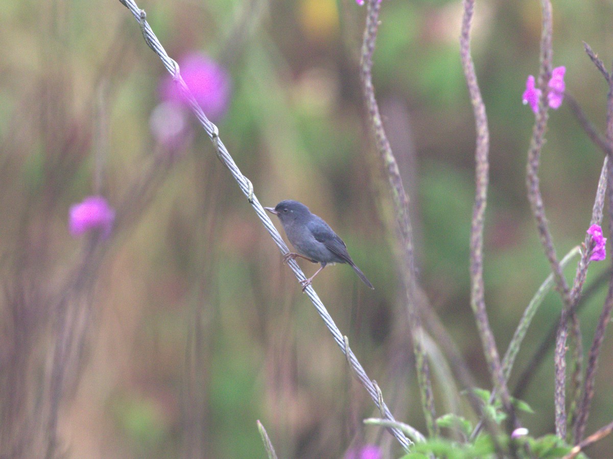 Slaty Flowerpiercer - ML622082635