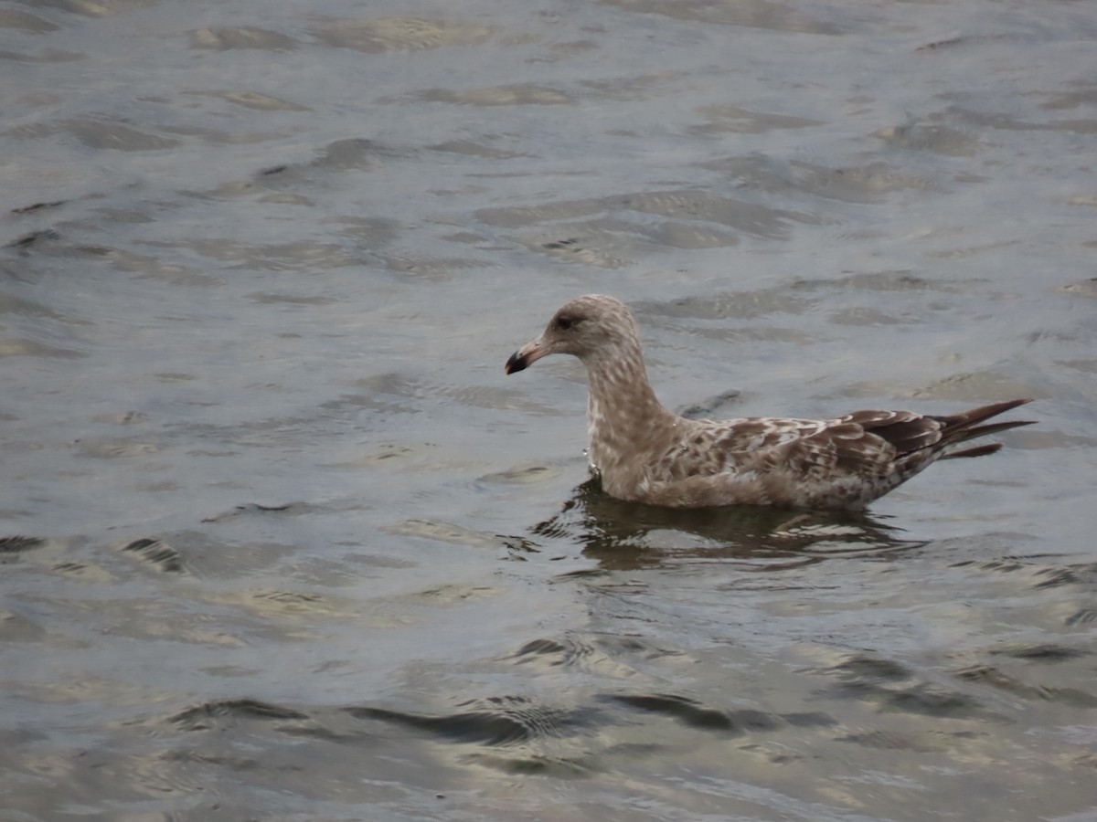 Herring Gull (American) - ML622082638