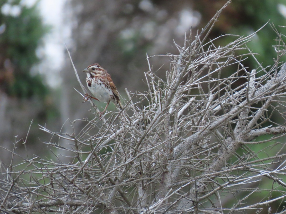 Song Sparrow - ML622082641