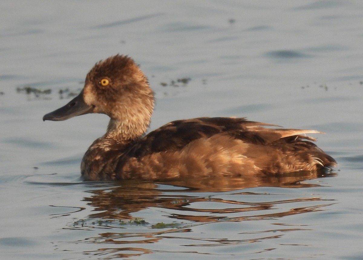 Lesser Scaup - ML622082645