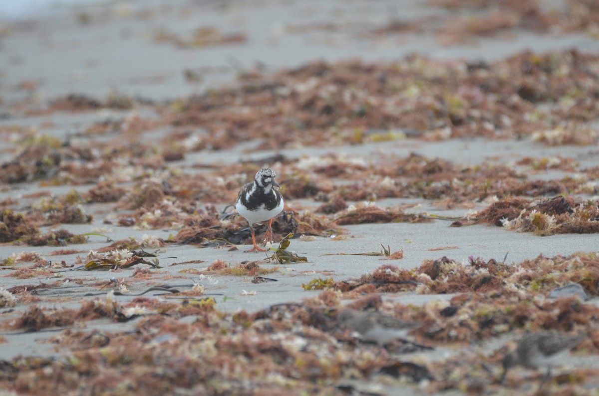 Ruddy Turnstone - ML622082664