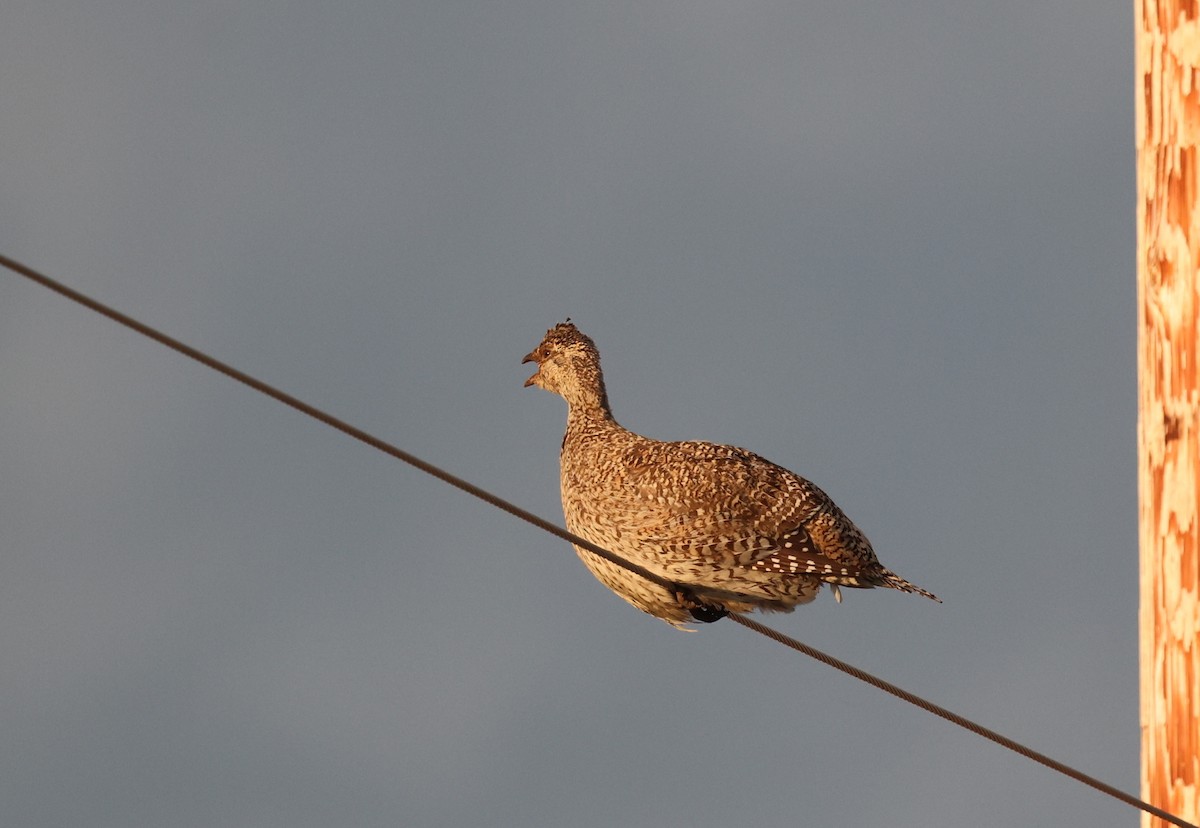 Sharp-tailed Grouse - Michael Willison