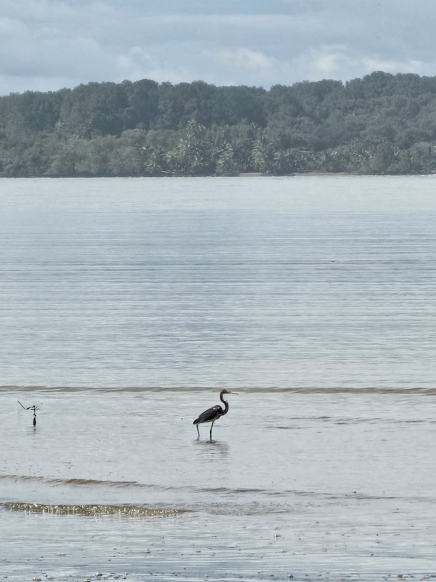 Tricolored Heron - ML622082692