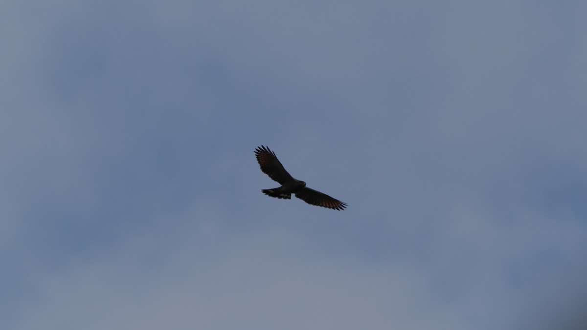 Roadside Hawk (Northern) - Mike Grant