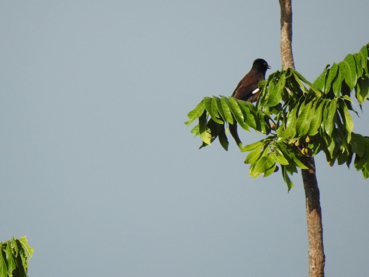 Common Myna - ML622082786