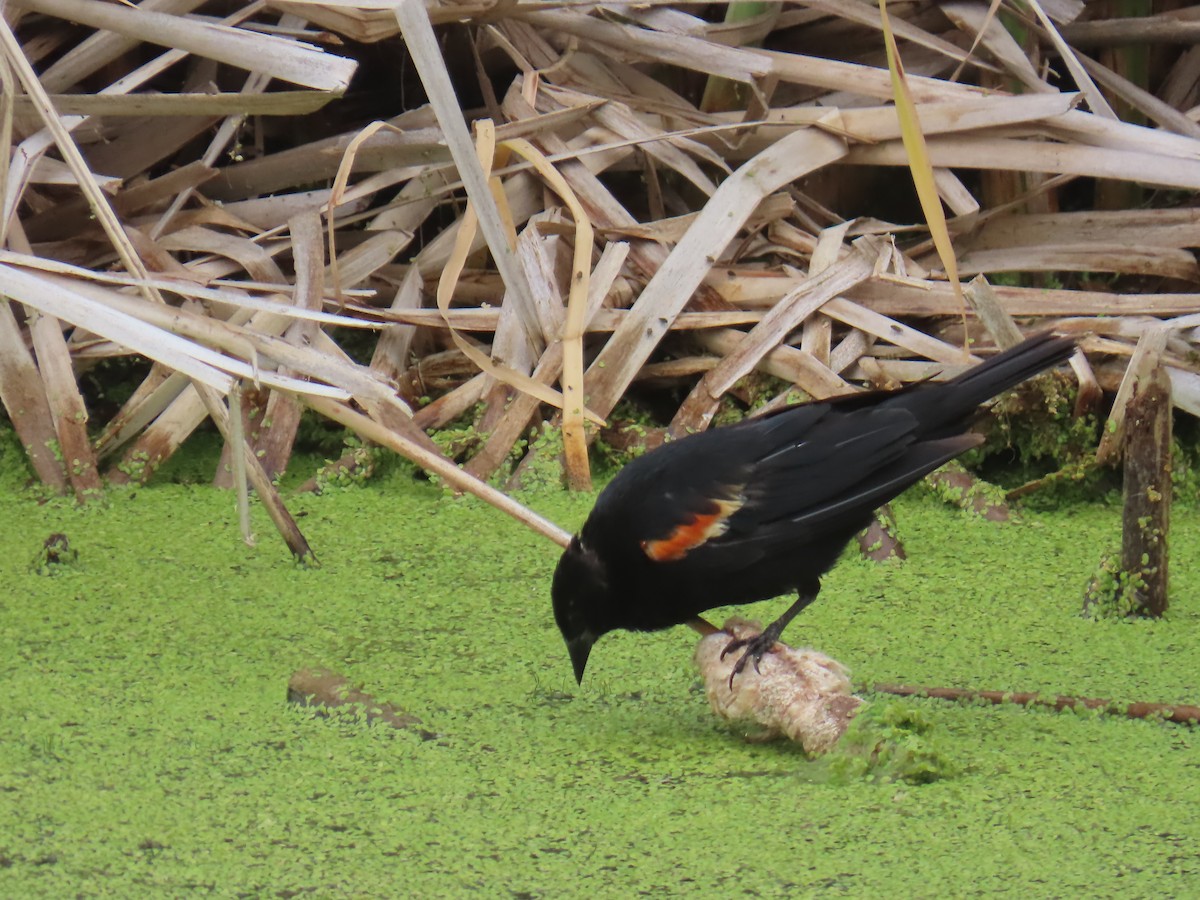 Red-winged Blackbird - ML622082809