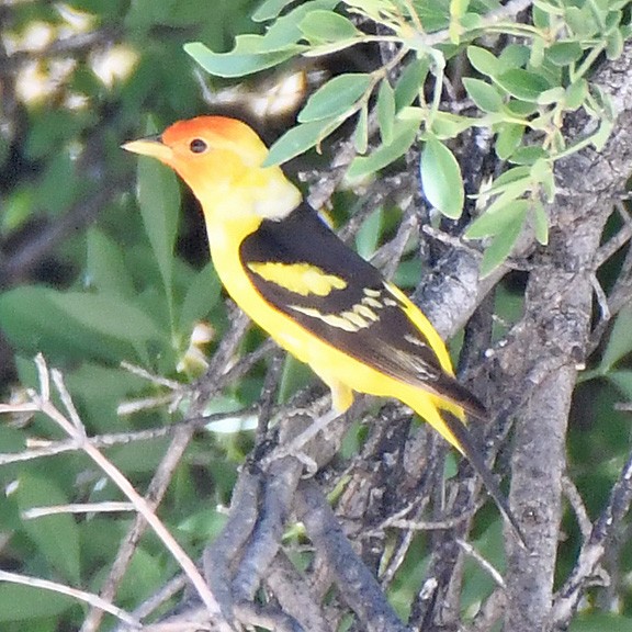 Western Tanager - ML622082811