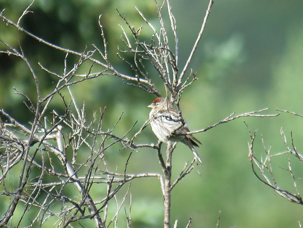 Common Redpoll - Breyden Beeke