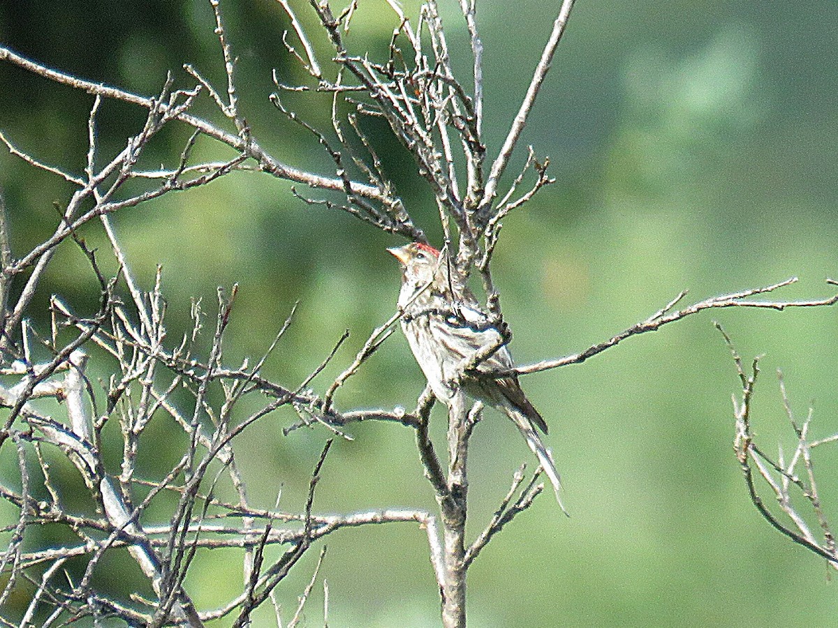 Common Redpoll - ML622082813