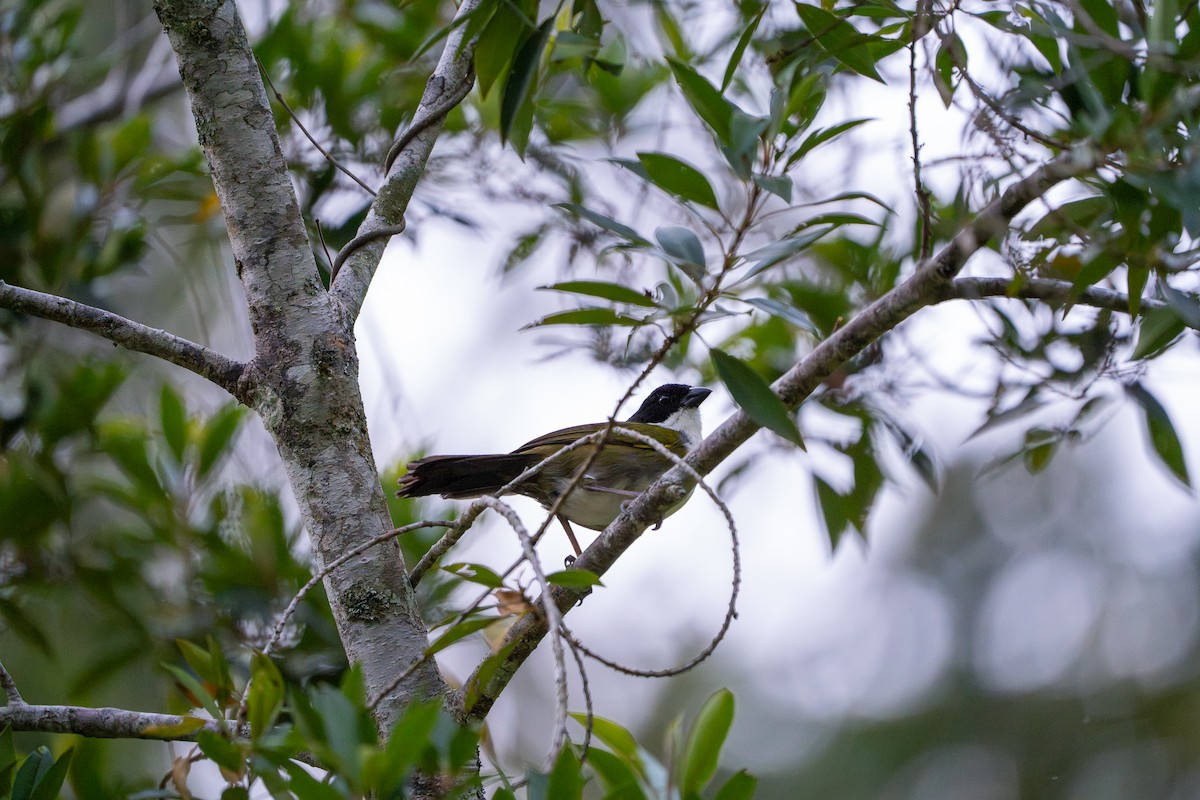 Black-headed Brushfinch - ML622082814