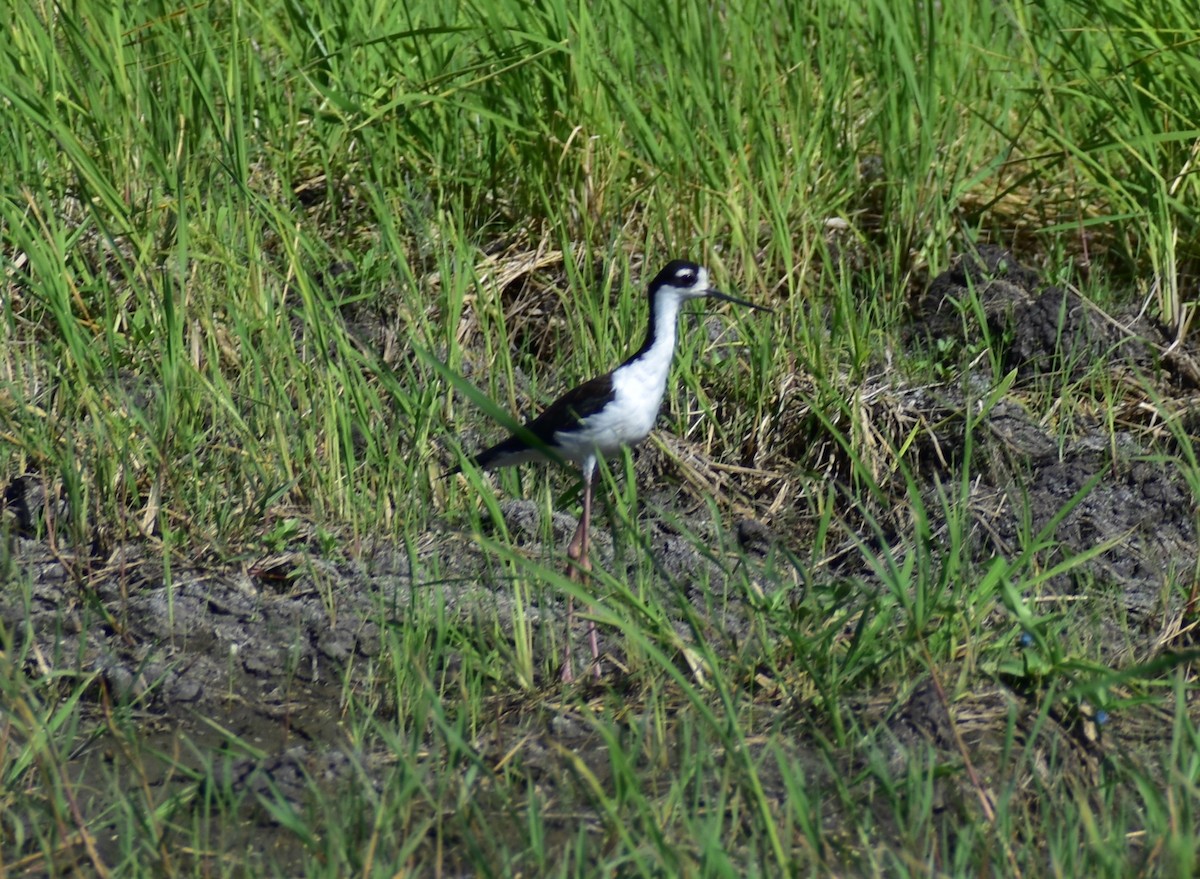 Black-necked Stilt - ML622082815