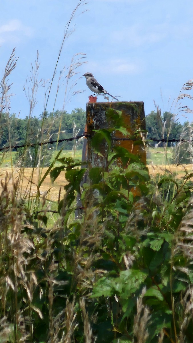 Loggerhead Shrike - ML622082817