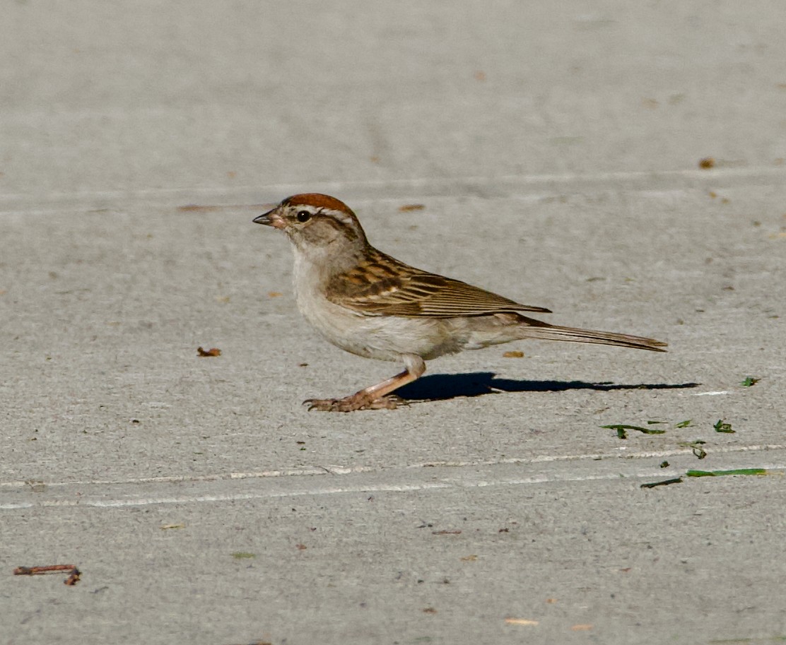 Chipping Sparrow - ML622082818