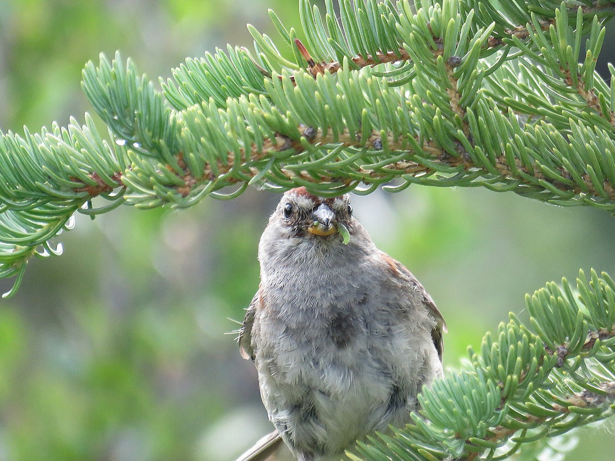 American Tree Sparrow - ML622082819