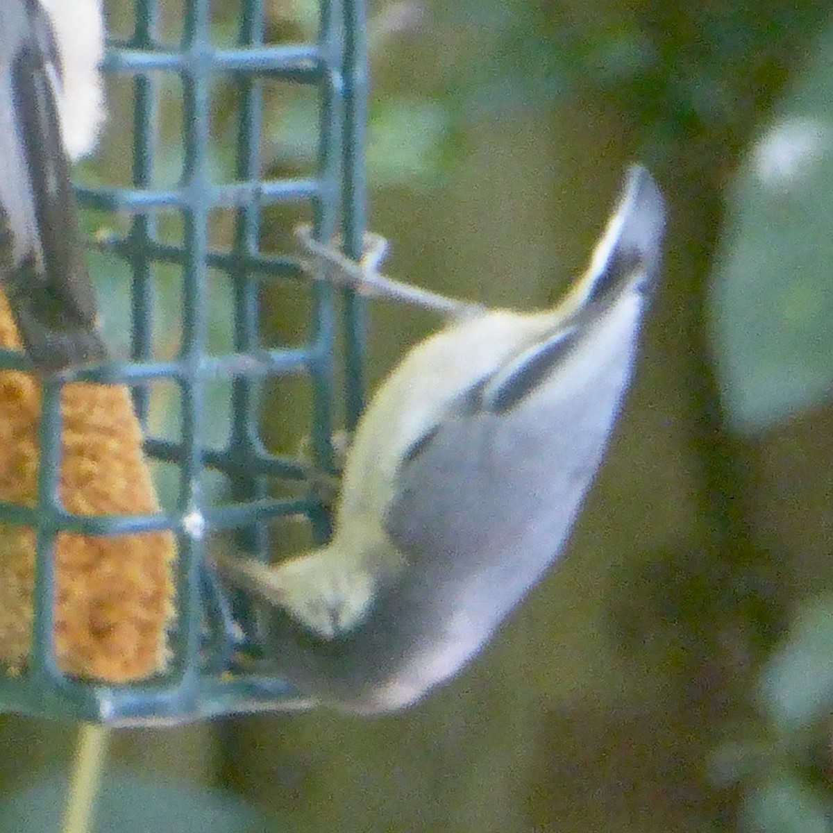 Pygmy Nuthatch - ML622082820