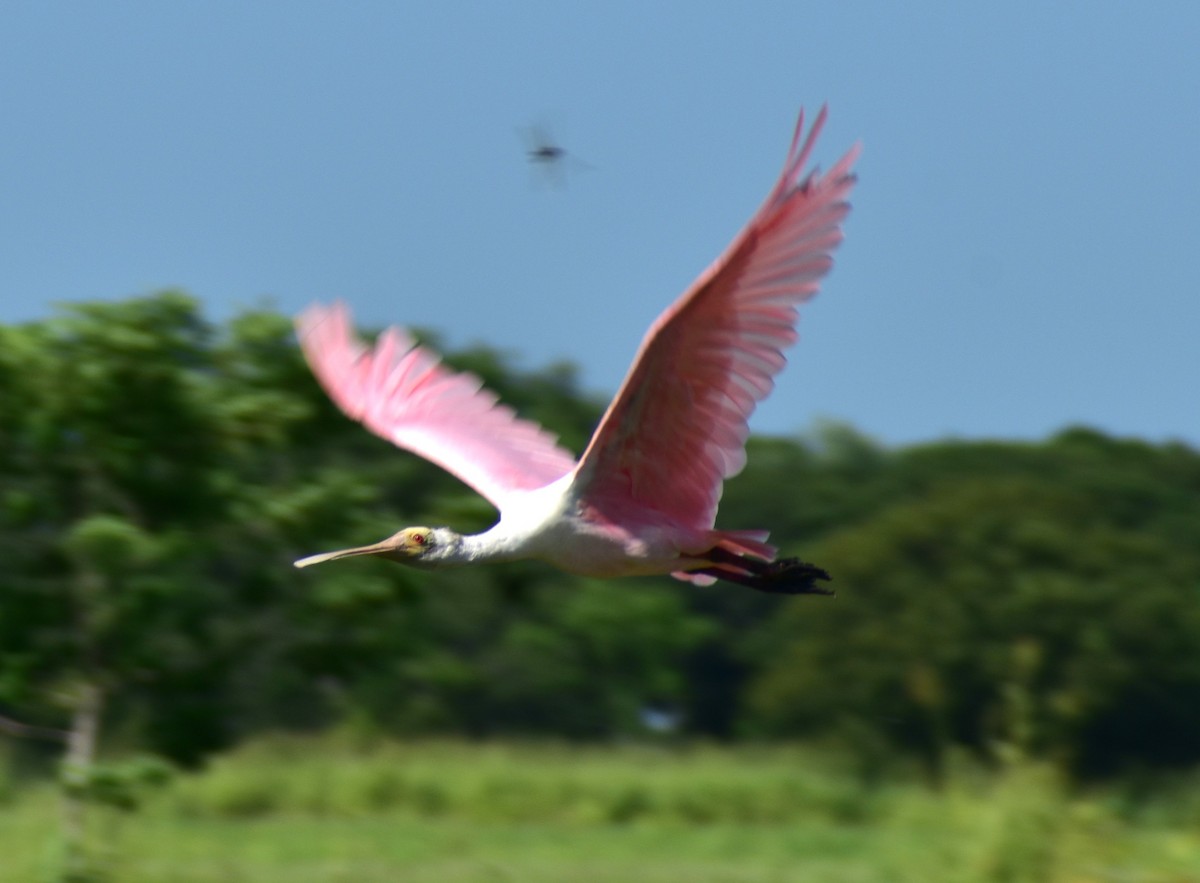 Roseate Spoonbill - ML622082822