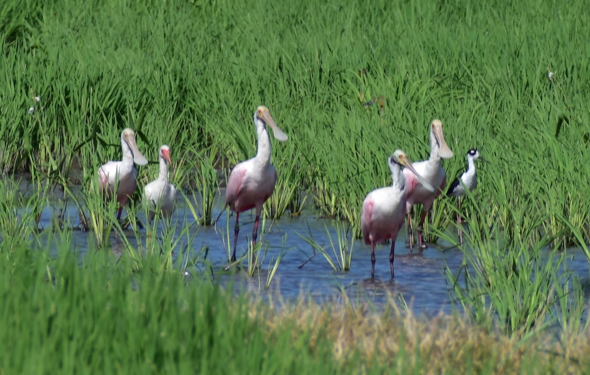 Roseate Spoonbill - Andrea McFall