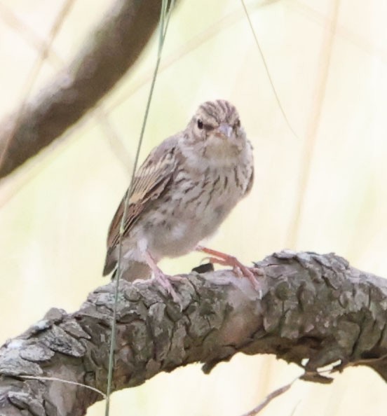 Chipping Sparrow - ML622082824