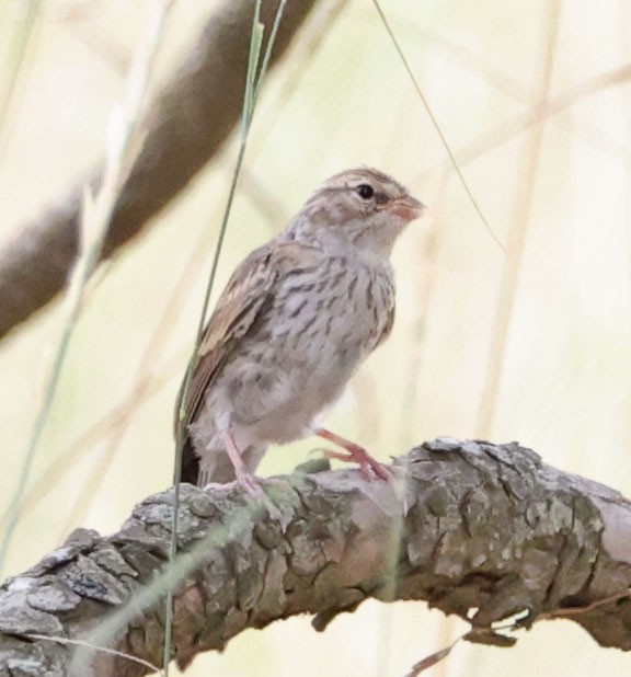 Chipping Sparrow - ML622082825