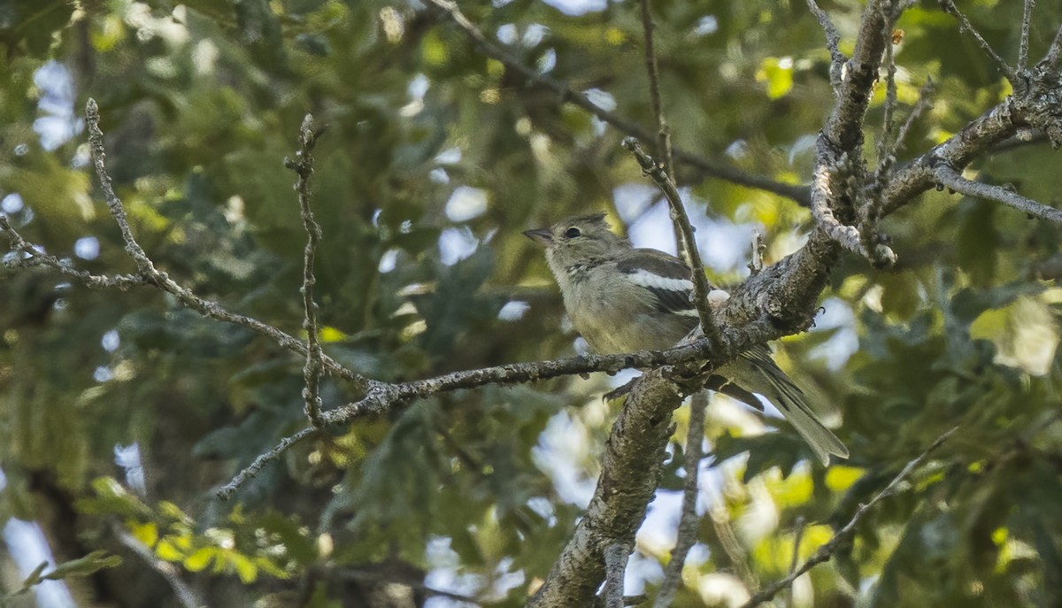 Common Chaffinch - ML622082826