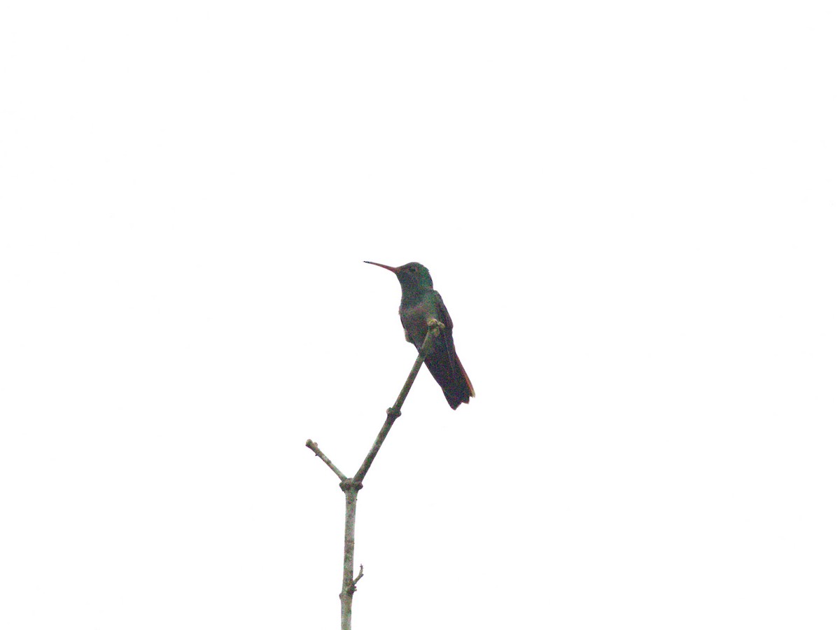 hummingbird sp. - ML622082827