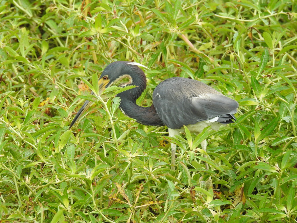 Tricolored Heron - ML622082832