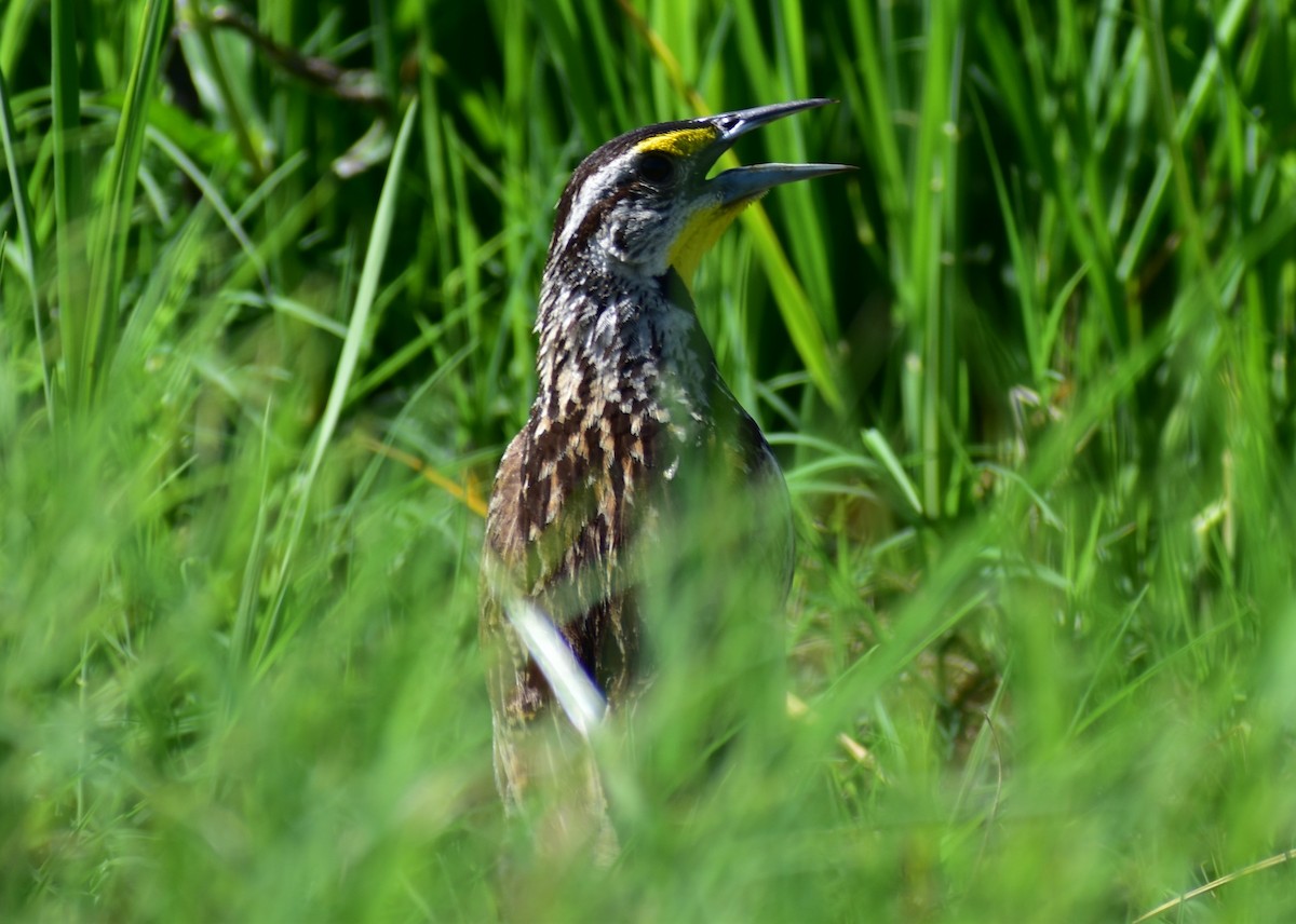 Eastern Meadowlark - ML622082833