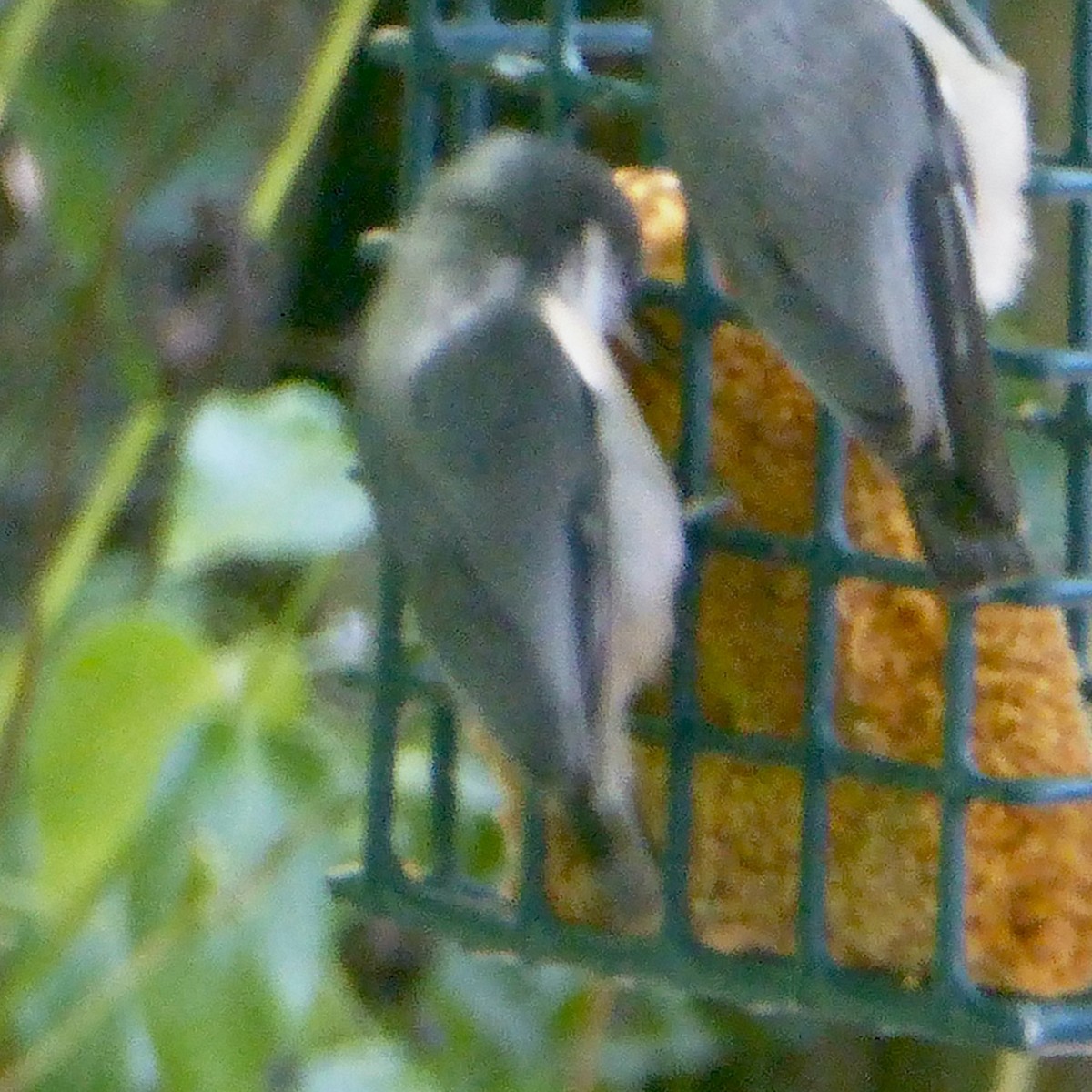 Pygmy Nuthatch - ML622082834