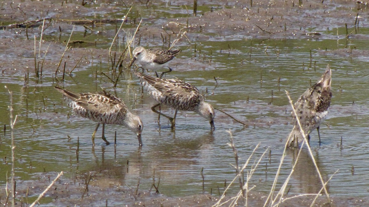 Stilt Sandpiper - ML622082835