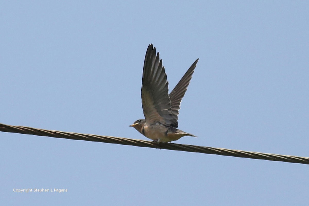 Barn Swallow - ML622082836