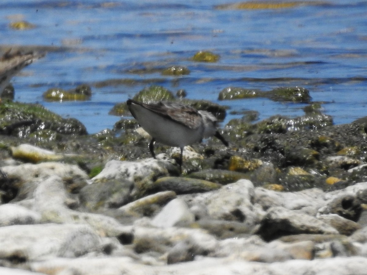 Sanderling - Michael Weisensee