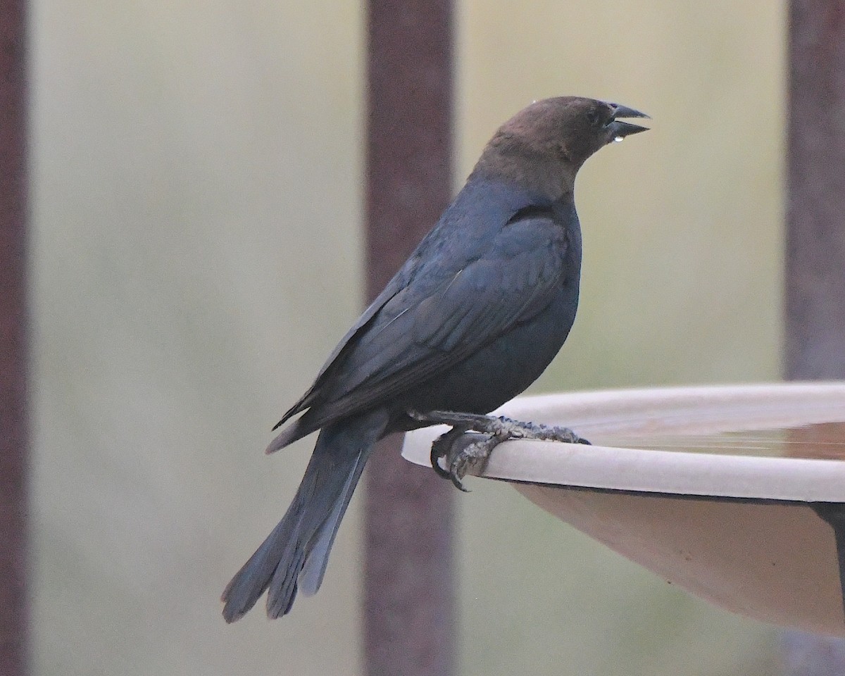 Brown-headed Cowbird - ML622082838