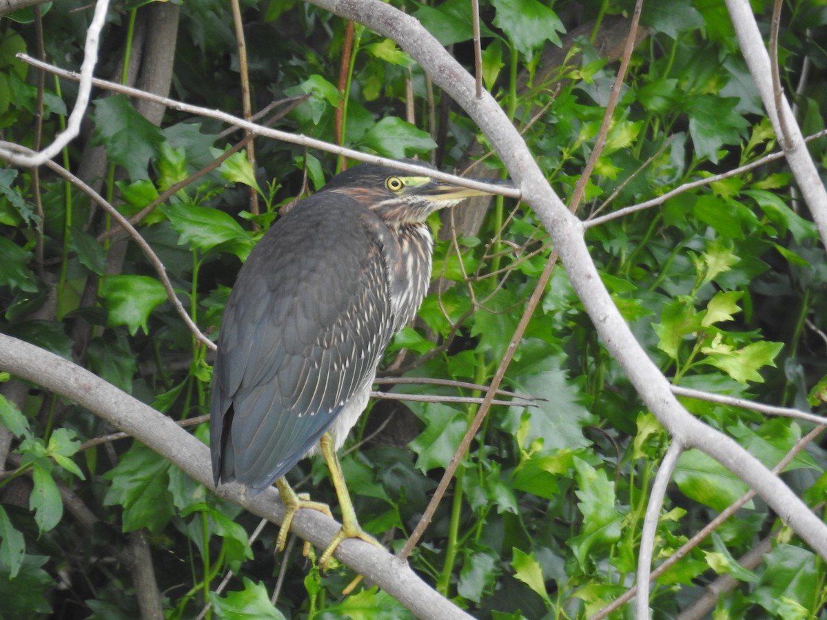 Green Heron - ML622082839