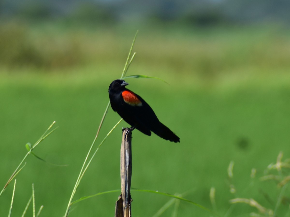Red-winged Blackbird - ML622082840