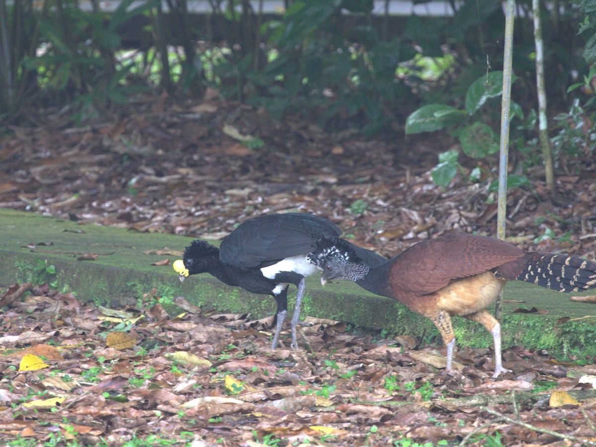 Great Curassow - ML622082842