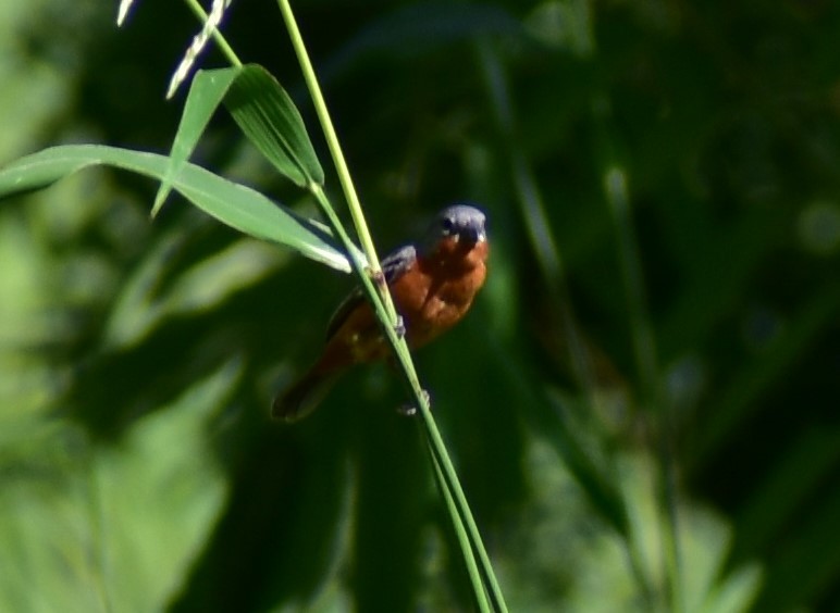 Ruddy-breasted Seedeater - ML622082843