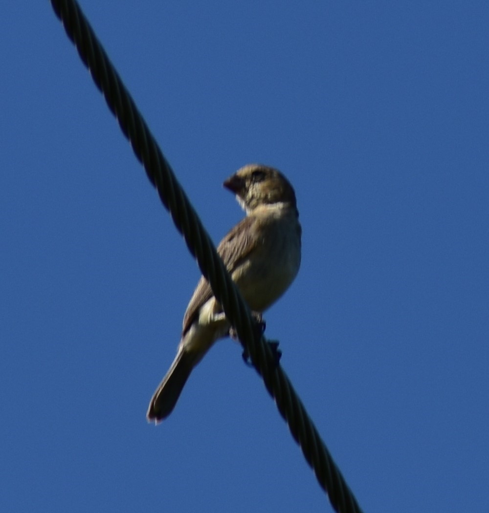 Ruddy-breasted Seedeater - Andrea McFall