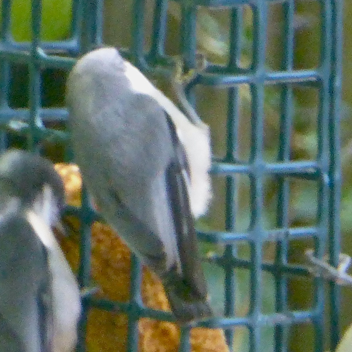 Pygmy Nuthatch - ML622082845