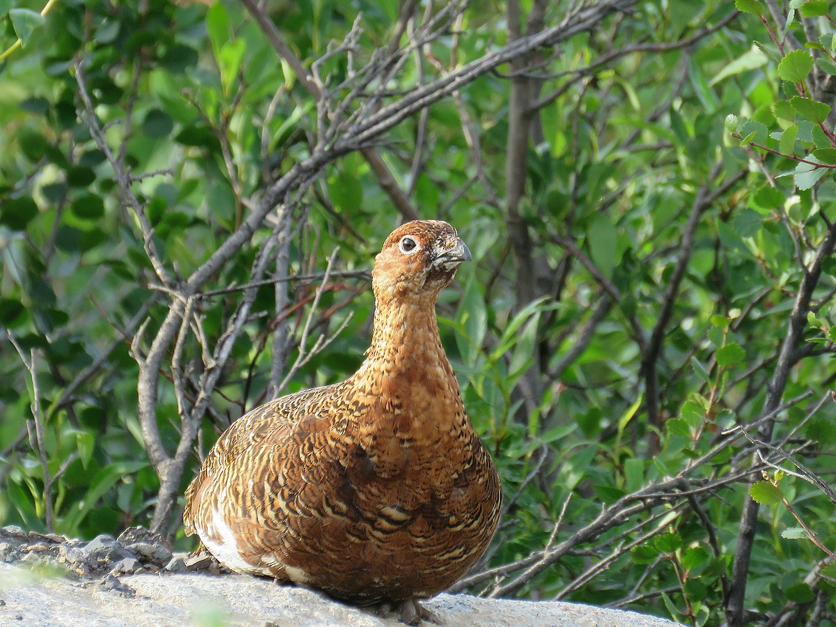 Moorschneehuhn - ML622082846