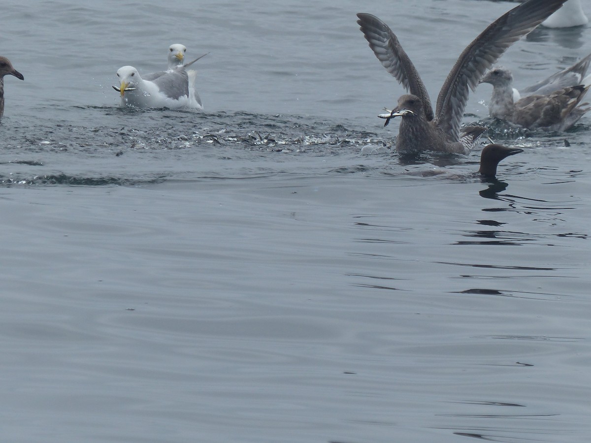 Glaucous-winged Gull - ML622082847