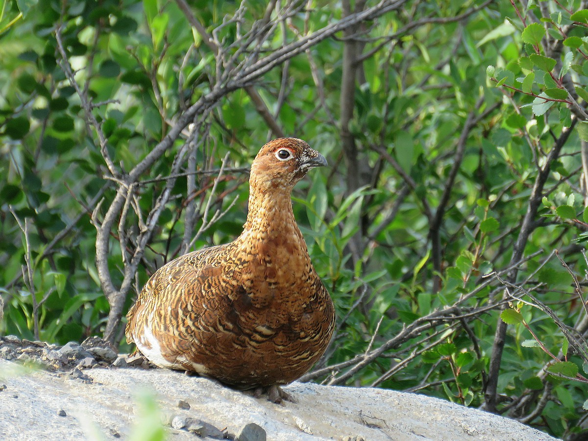 Moorschneehuhn - ML622082848