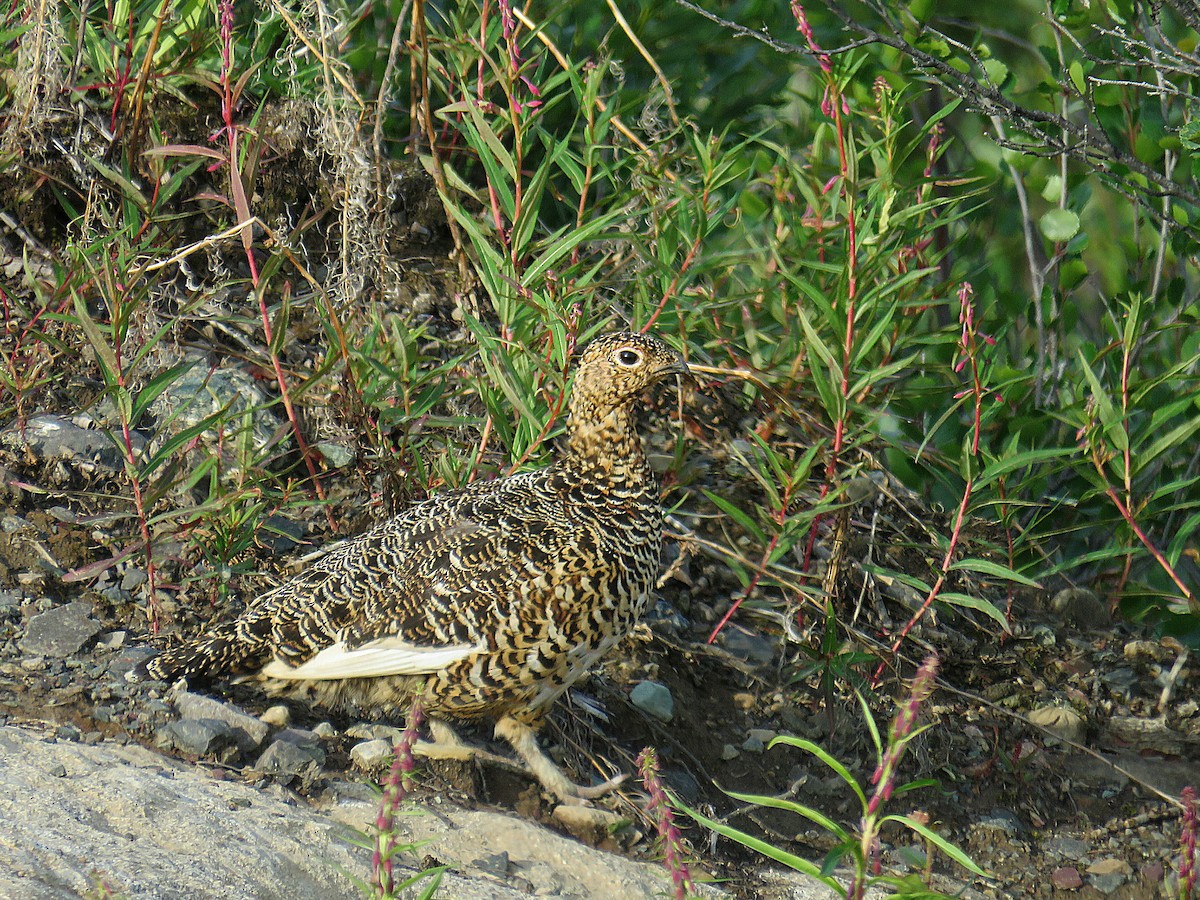 Moorschneehuhn - ML622082849