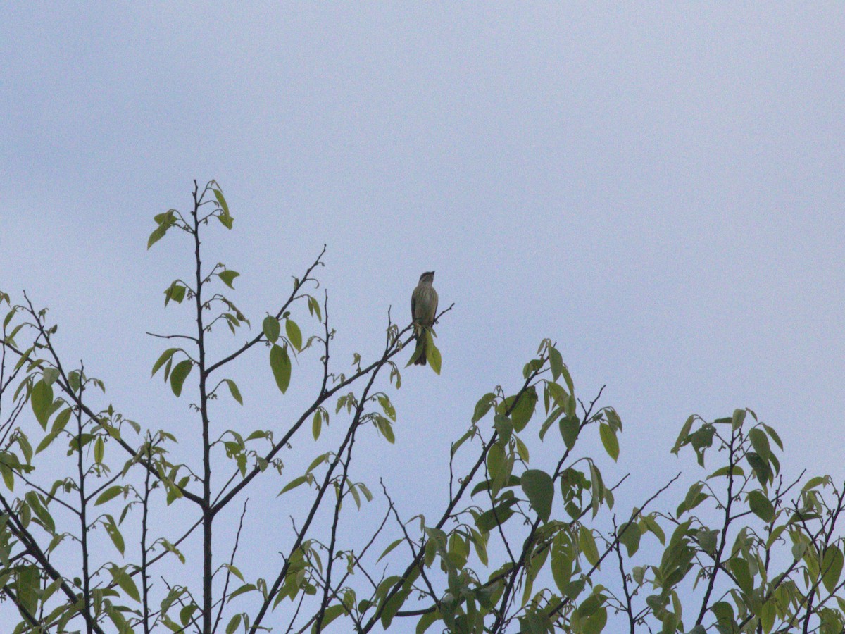 Piratic Flycatcher - Menachem Goldstein